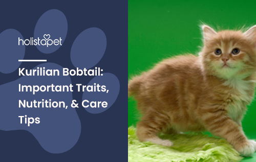 Kurilian Bobtail: Important Traits, Nutrition, & Care Tips