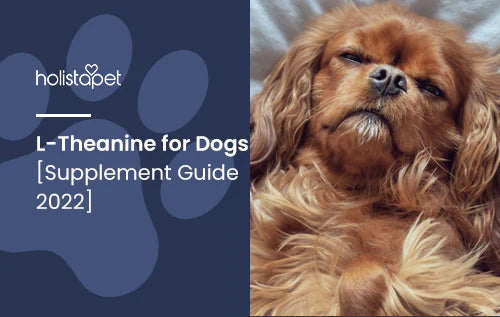 Guide for using L-Theanine for Dogs