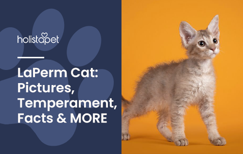 LaPerm Cat: Pictures, Temperament, Facts & MORE