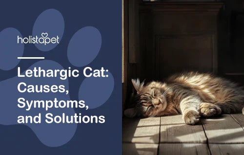 Lethargic Cat: Causes, Symptoms, and Solutions