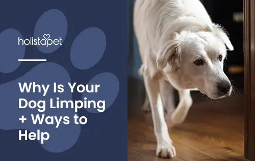 How can i help my limping dog