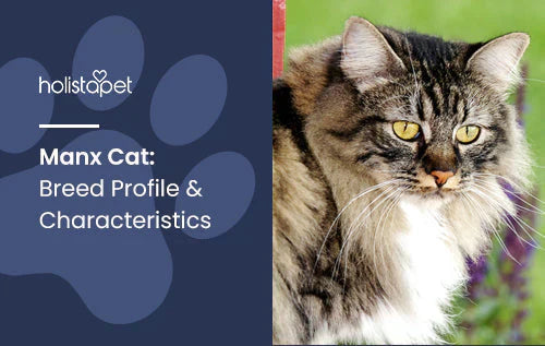 Profile and Characteristics of Manx Cat