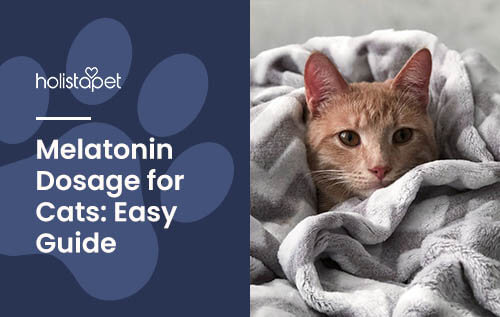 Melatonin for Cats Dosage featured blog image for Holistapet brand, shows a cat in a blanket