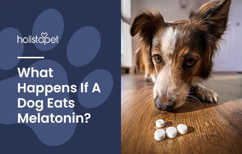 is melatonin safe for dogs