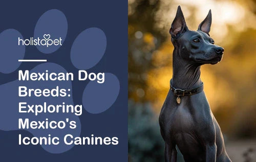 Mexican Dog Breeds: Exploring Mexico's Iconic Canines