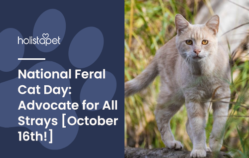 National Feral Cat Day: Advocate for All Strays [October 16th!]