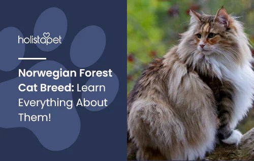 Norwegian Forest Cat Breed Guide