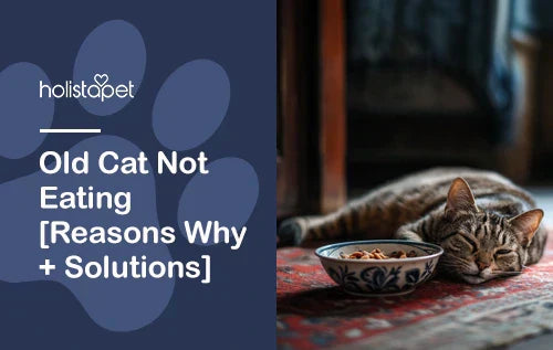 Old Cat Not Eating [Reasons Why + Solutions]