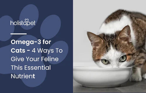 Omega 3 for CatsL why it is good for our feline friends