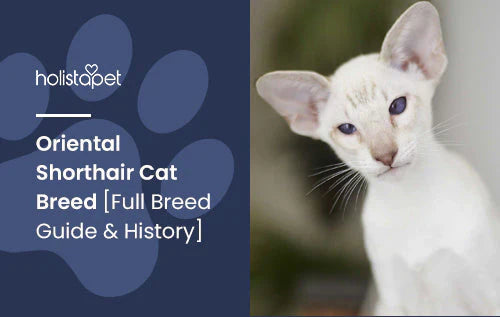 Oriental Shorthair Cat Breed Info