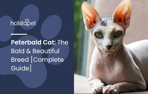 Peterbald Cat Complete Guide