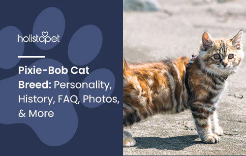 Pixie-Bob Cat Breed Personality