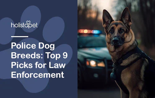 Police Dog Breeds: Top 9 Picks for Law Enforcement