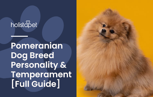 Pomeranian Dog Breed Personality & Temperament