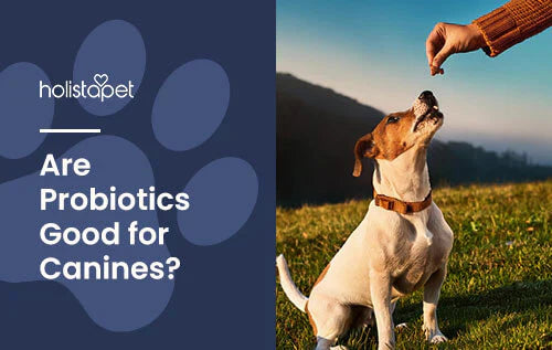 Are probiotics good for dogs