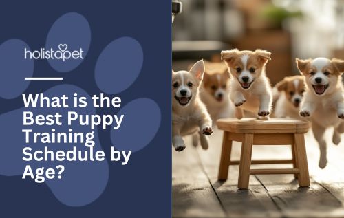 What is the Best Puppy Training Schedule by Age?