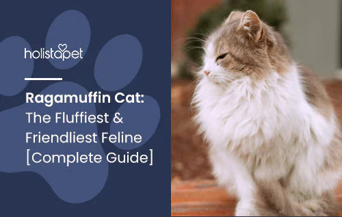 Ragamuffin Cat Complete Guide