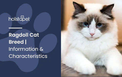 Ragdoll Cat Breed Information & Characteristics