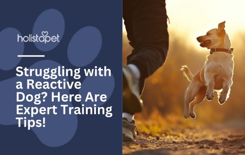 Struggling with a Reactive Dog? Here Are Expert Training Tips!