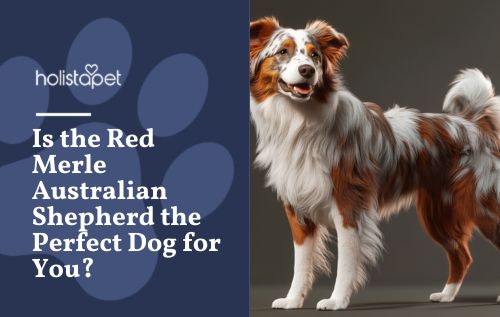 Is the Red Merle Australian Shepherd the Perfect Dog for You?