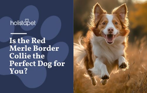 Is the Red Merle Border Collie the Perfect Dog for You?