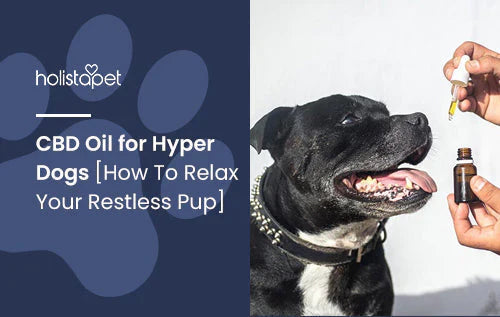 How to calm hyper dogs using CBD oil