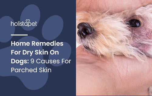 Causes and remedies for Dry skin on dogs