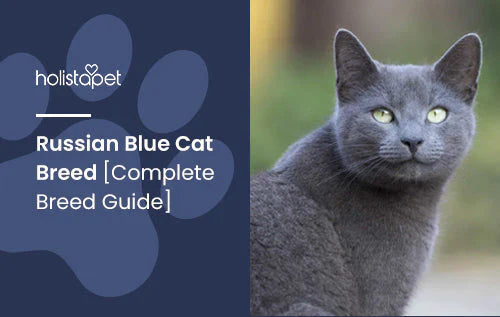 Complete Guide of Russian Blue