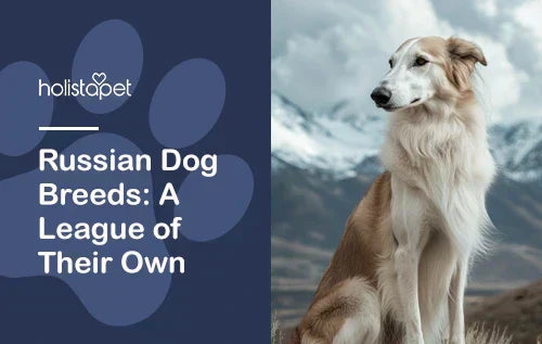 Russian Dog Breeds: A League of Their Own