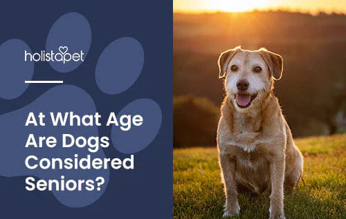 Age of Senior Dogs