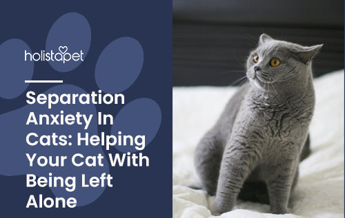 how to help a cat with separation anxiety