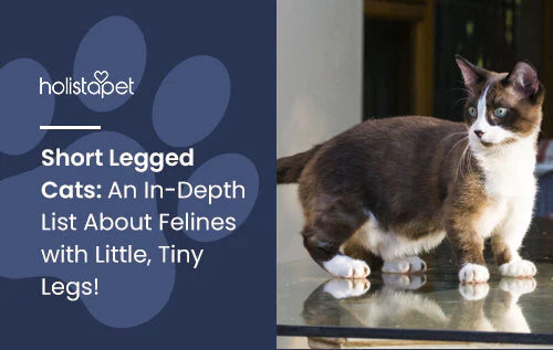 List About Felines with Little, Tiny Legs!