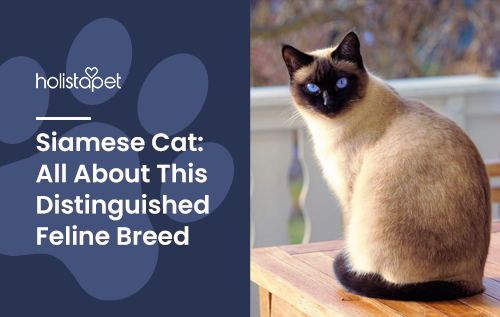 Siamese Cat: All About This Distinguished Feline Breed