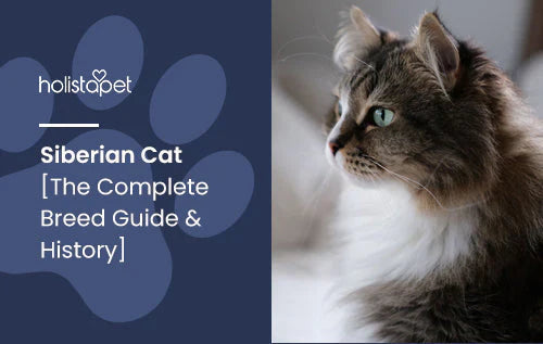 Siberian Cat Information and Guide