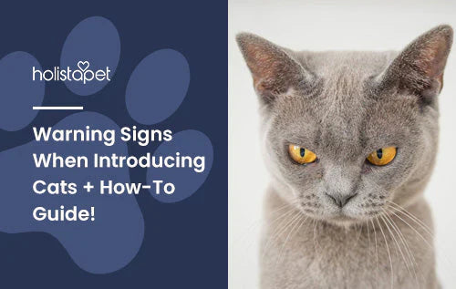 signs to look out for when introducing cats