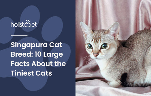 Singapura Cat Breed: 10 Large Facts About the Tiniest Cats