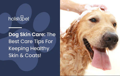 Best Skin care tips for dogs