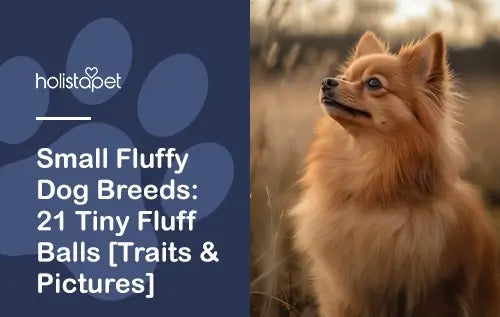 Small Fluffy Dog Breeds: 21 Tiny Fluff Balls [Traits & Photos]