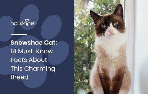 14 Facts about Snowshoe cats