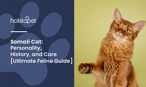 Somali Cat: Personality, History, and Care [Ultimate Feline Guide]