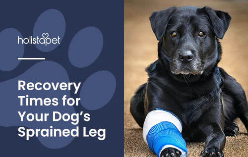 Recovery Guide for Sprained Dog