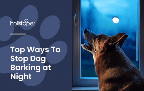 How to stop your dog from barking at night