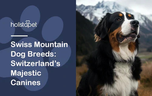 Swiss Mountain Dog Breeds: Switzerland’s Majestic Canines