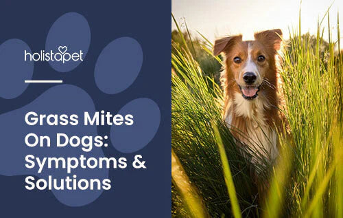 How to tell if your dog has grass mites