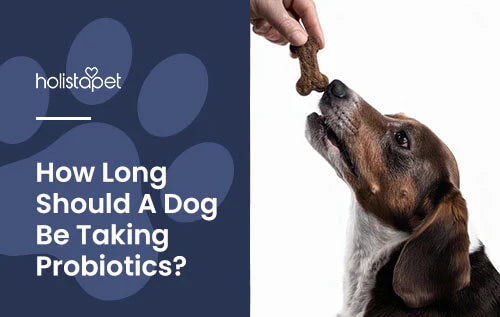 How Long Should A Dog Be On Probiotics