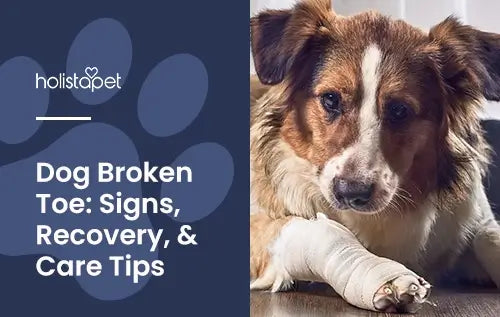 Tips on how to take care of dogs with broken toe