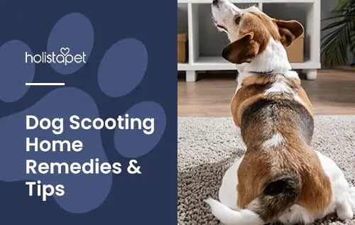 Remedies for Dogs that are scooting