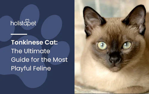 Tonkinese Cat: The Ultimate Guide 