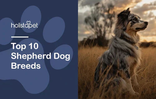 Top 10 Shepherd Dog Breeds