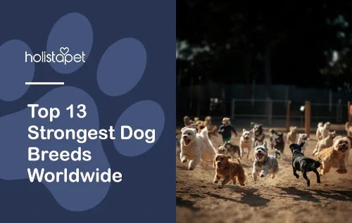 Top 13 Strongest Dog Breeds Worldwide